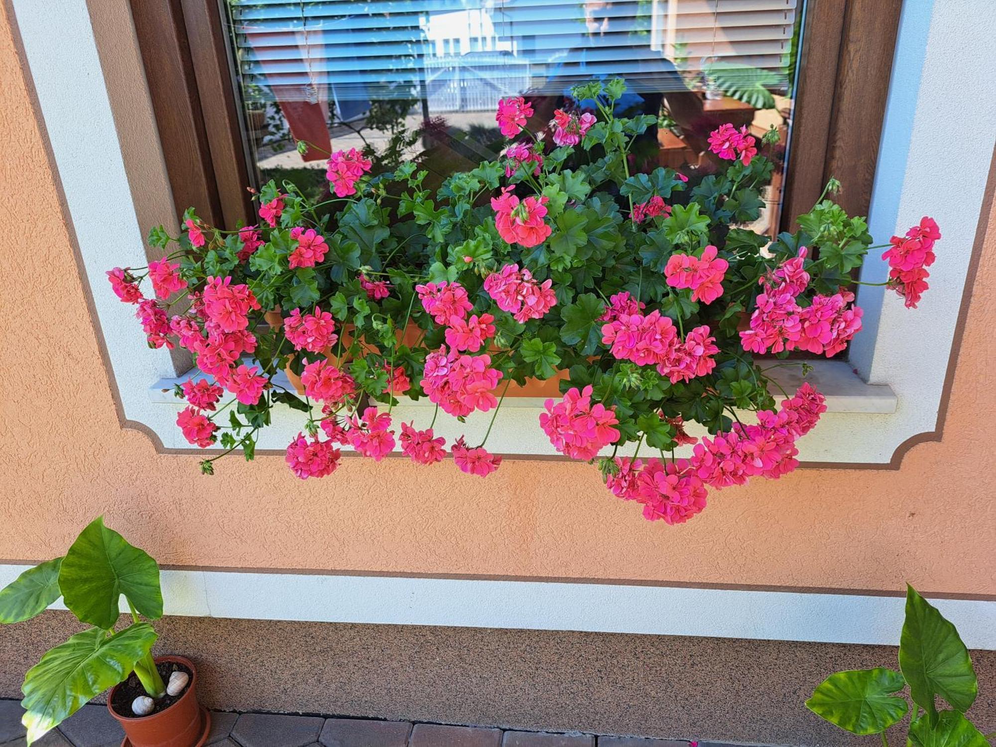 Guesthouse Zivko Dobrovce 외부 사진